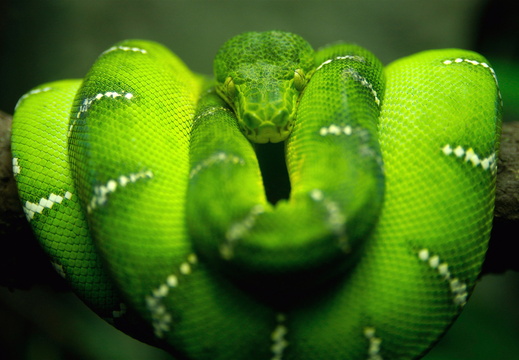 Animal