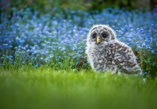 wallpaper-animal-2