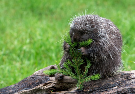 wallpaper-animal-4