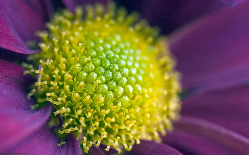 wallpaper-flower-1.jpg