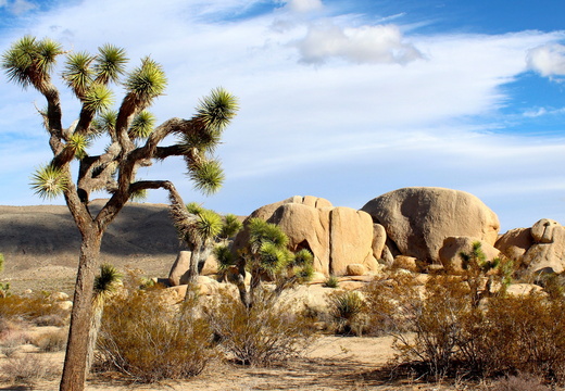 Landscape