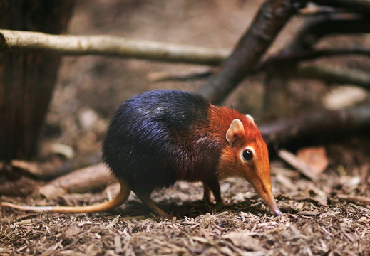wallpaper-animal-5