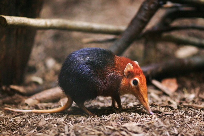 wallpaper-animal-5.jpg