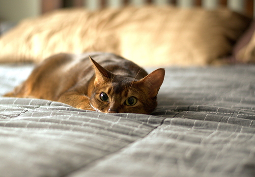 wallpaper-animal-6