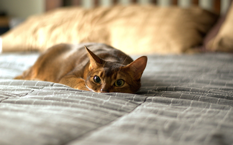 wallpaper-animal-6.jpg