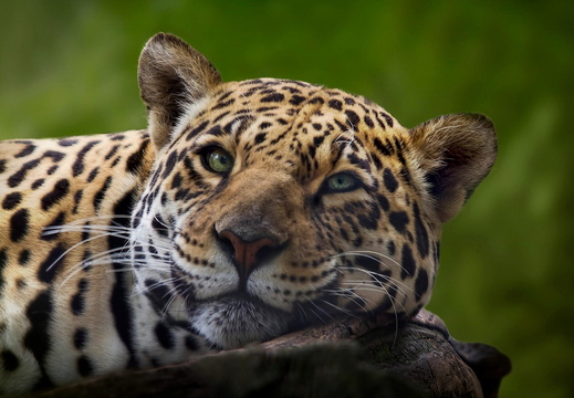 wallpaper-animal-7