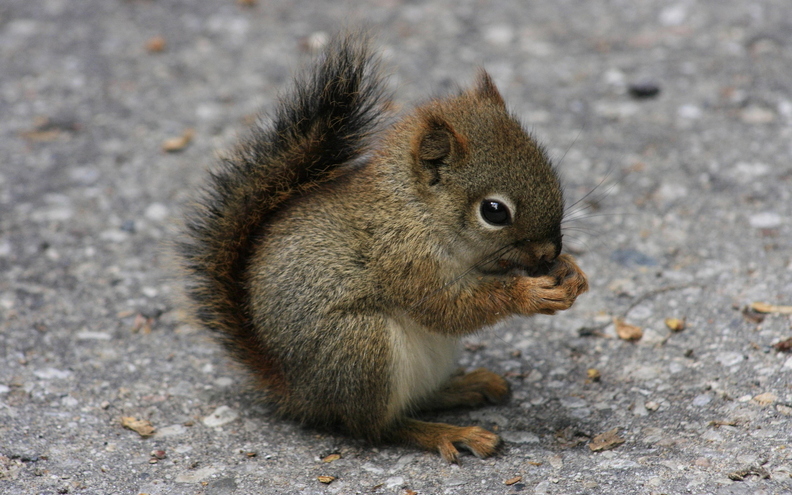 wallpaper-animal-8.jpg