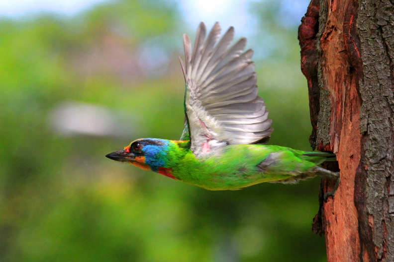 wallpaper-animal-10.jpg