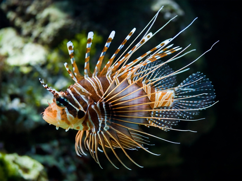 wallpaper-animal-11.jpg