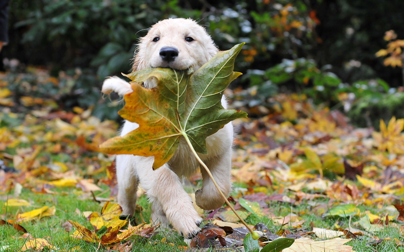 wallpaper-animal-14.jpg