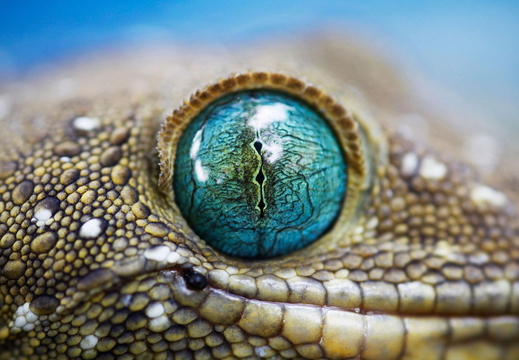 wallpaper-animal-20