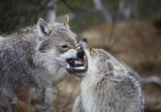 wallpaper-animal-21