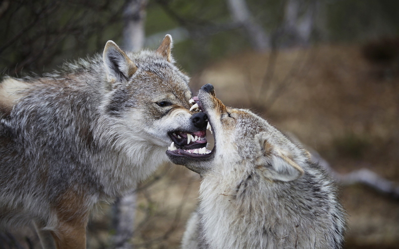 wallpaper-animal-21.jpg