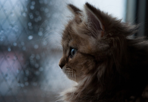 wallpaper-animal-24