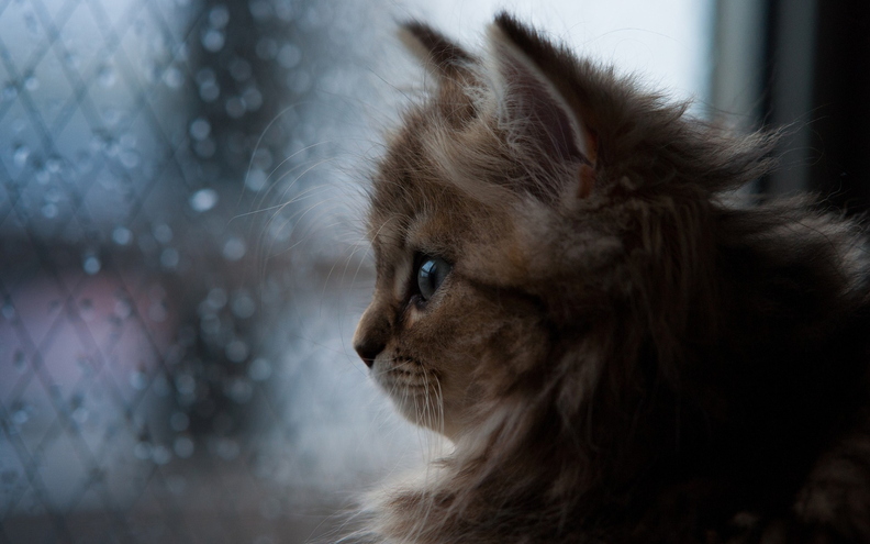 wallpaper-animal-24.jpg