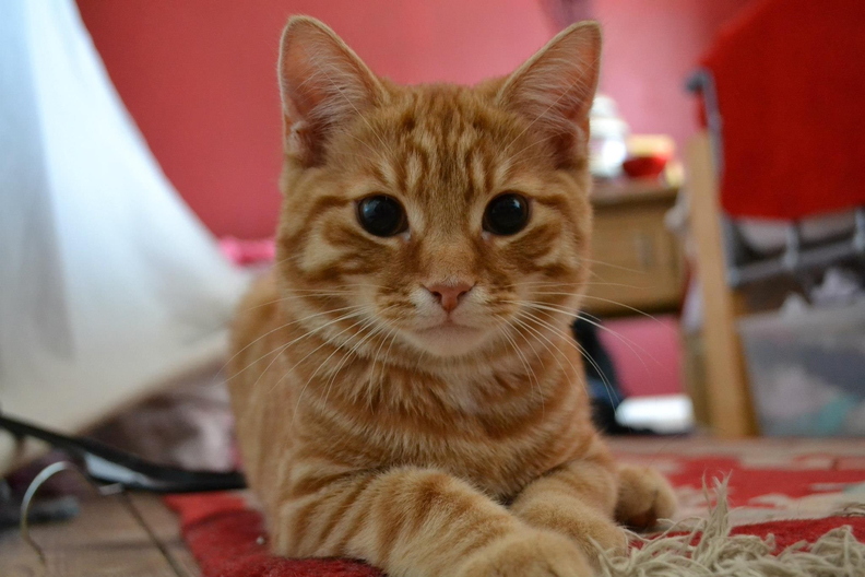 wallpaper-animal-25.jpg