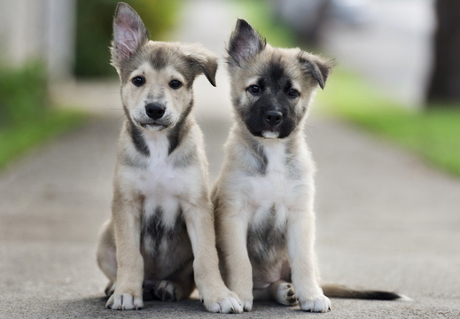 wallpaper-animal-26