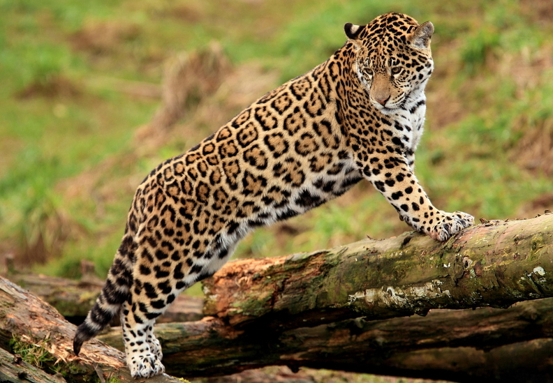wallpaper-animal-27.jpg