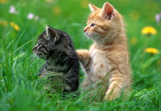 wallpaper-animal-30