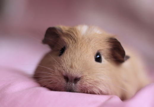 wallpaper-animal-31