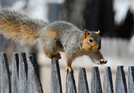 wallpaper-animal-32
