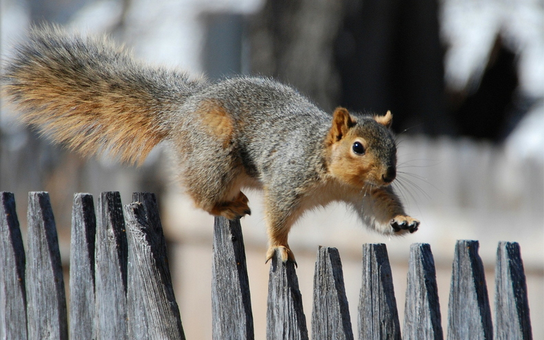 wallpaper-animal-32.jpg