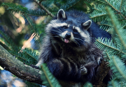 wallpaper-animal-34