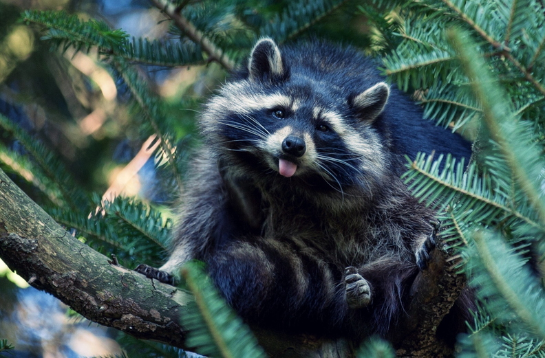 wallpaper-animal-34.jpg