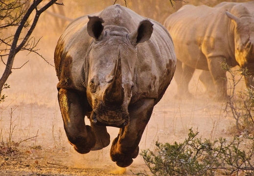 wallpaper-animal-35