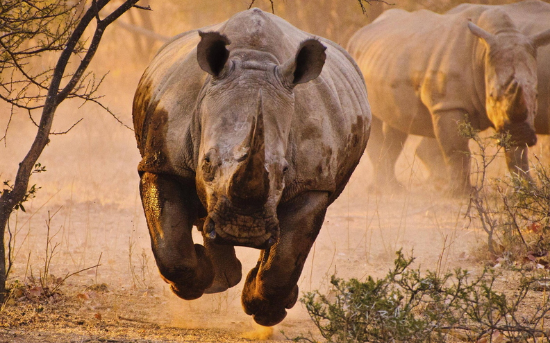 wallpaper-animal-35.jpg