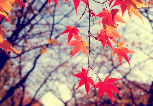 wallpaper-autumn-4