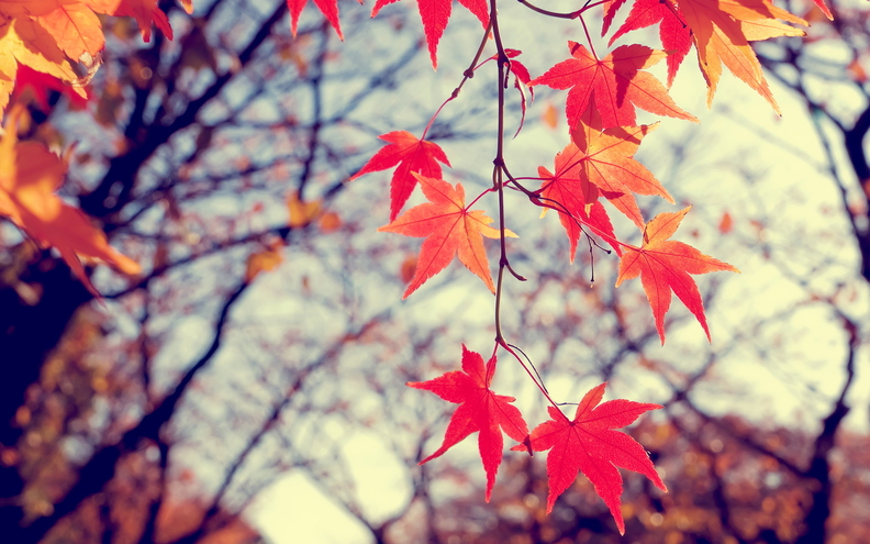 wallpaper-autumn-4.jpg