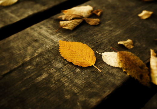 wallpaper-autumn-5