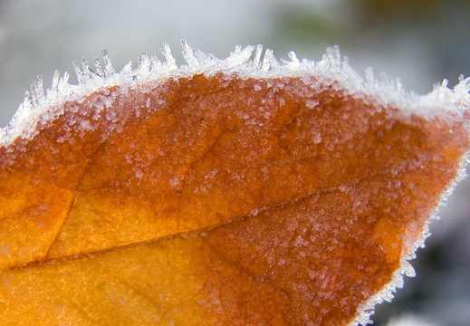 wallpaper-autumn-6