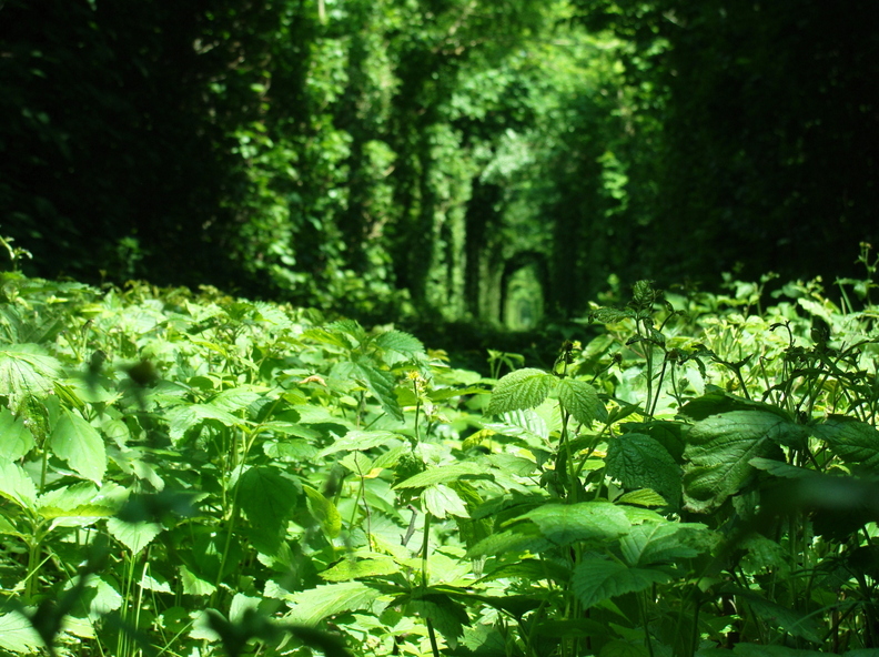 wallpaper-forest-1.jpg