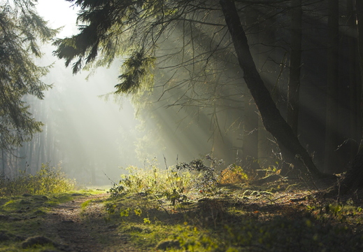 wallpaper-forest-2