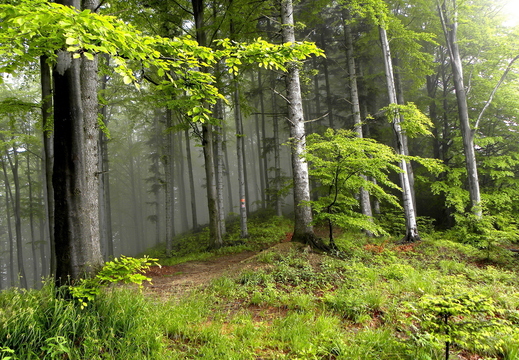 wallpaper-forest-3