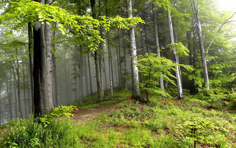 wallpaper-forest-3.jpg