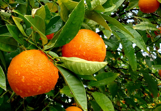 Fruit