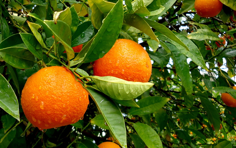 wallpaper-fruit-1.jpg