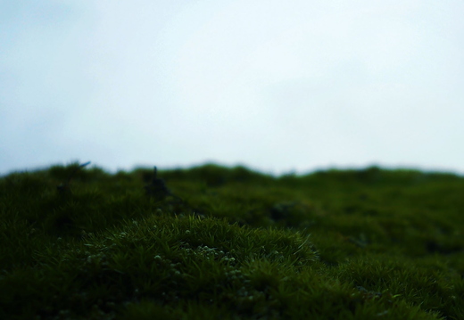 wallpaper-plant-2