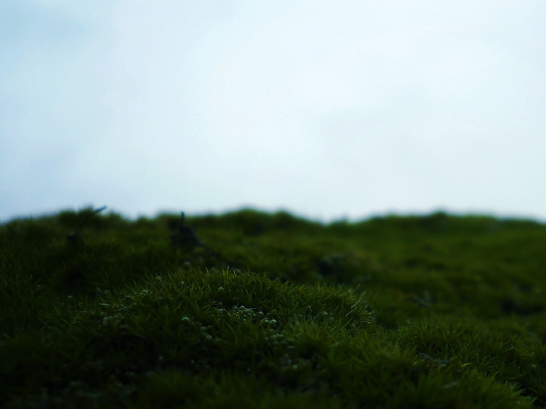 wallpaper-plant-2.jpg