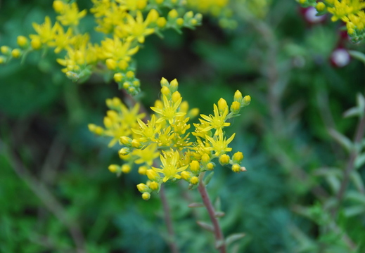 wallpaper-plant-3