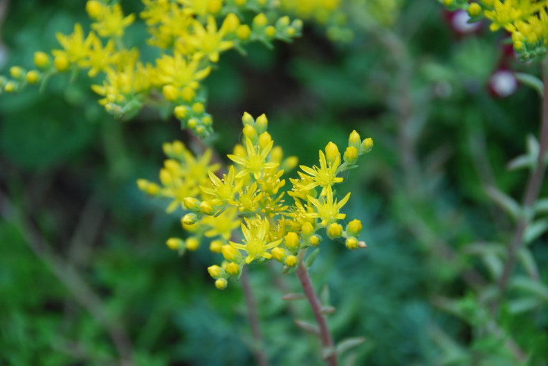 wallpaper-plant-3.jpg
