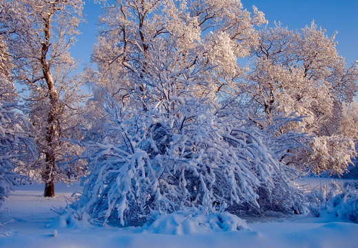 wallpaper-winter-2