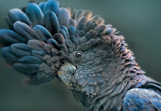 wallpaper-animal-37