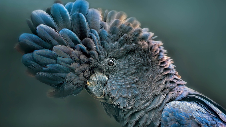 wallpaper-animal-37.jpg