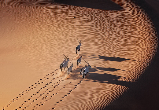 wallpaper-animal-38