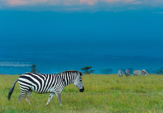 wallpaper-animal-39