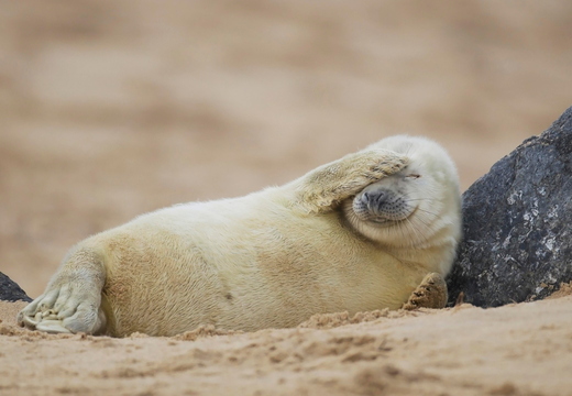 wallpaper-animal-40